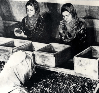 Anadolu Kadınları Müdafaa-i Vatan Cemiyeti