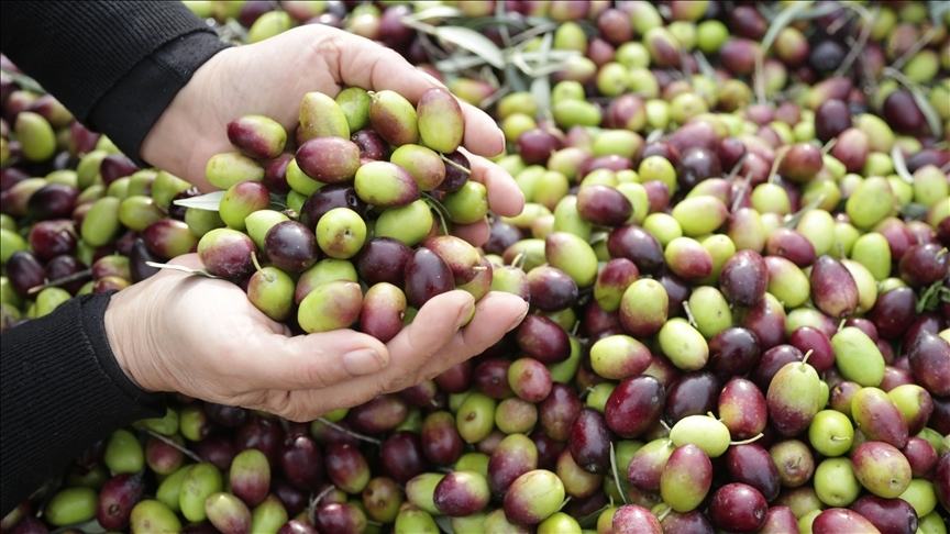 Milas Zeytini ve Zeytinyağı