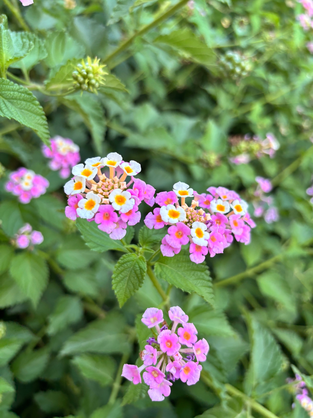 Ağaç Minesi (Lantara Camara) 