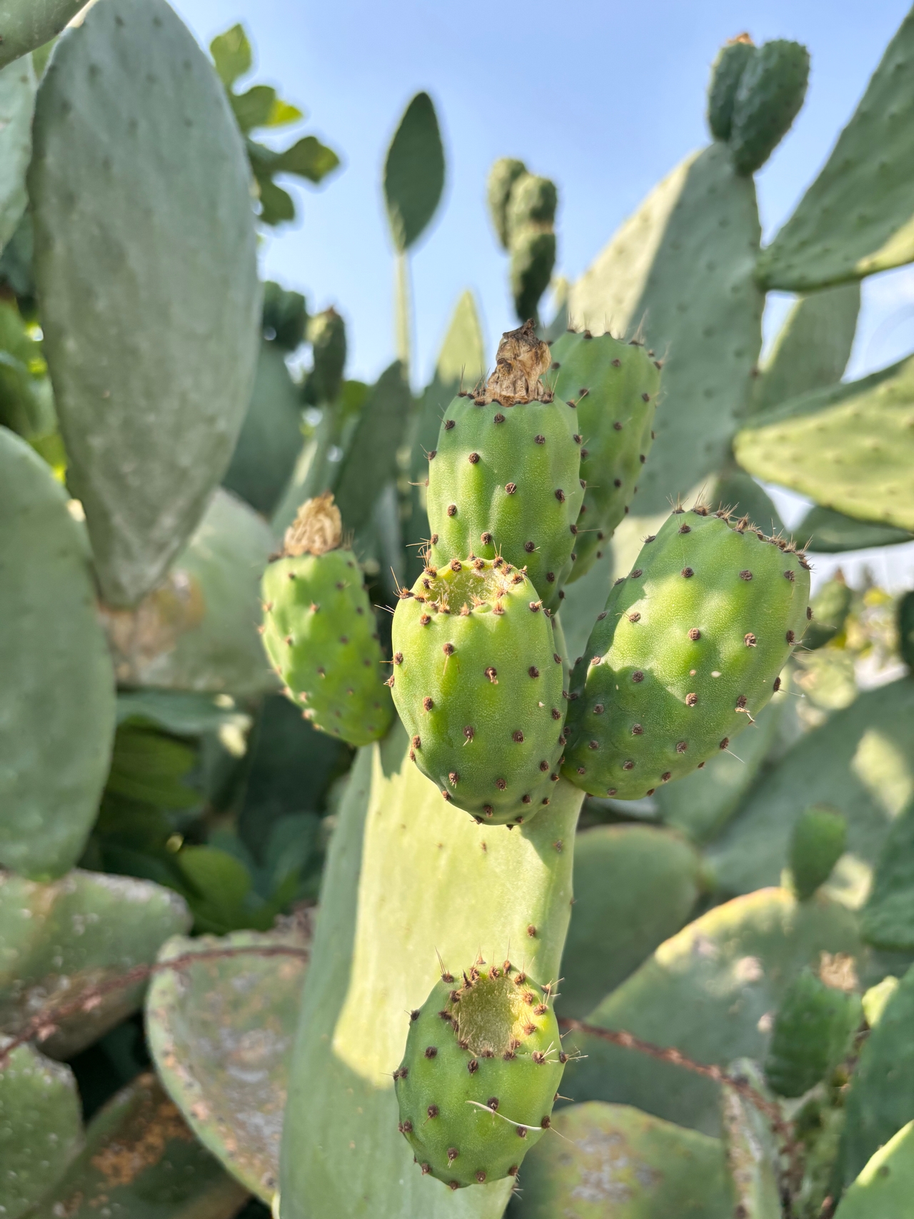 Hint İnciri (Opuntia ficus-indica L.)