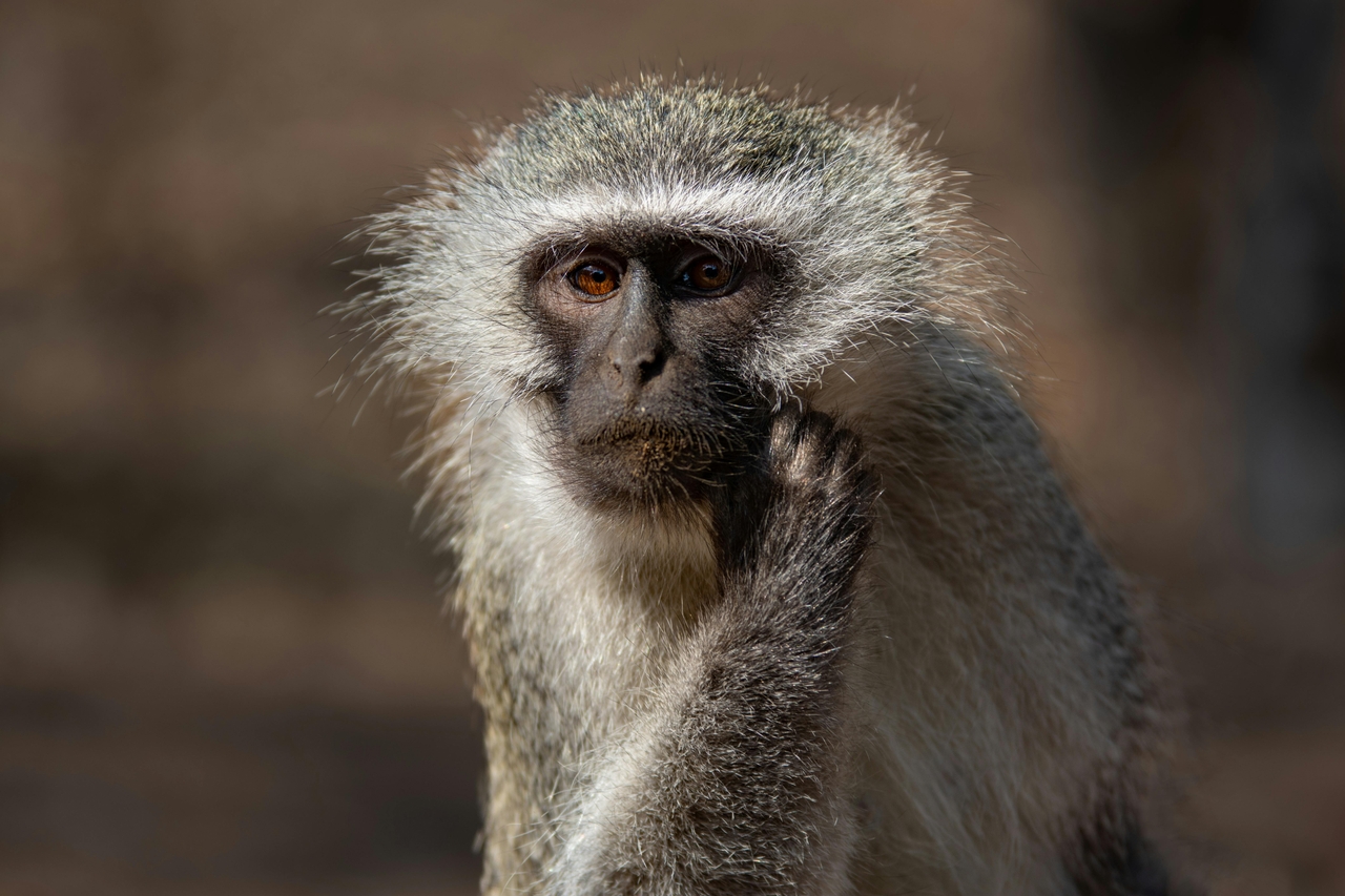 Vervet Maymunu (Chlorocebus Pygerythrus)