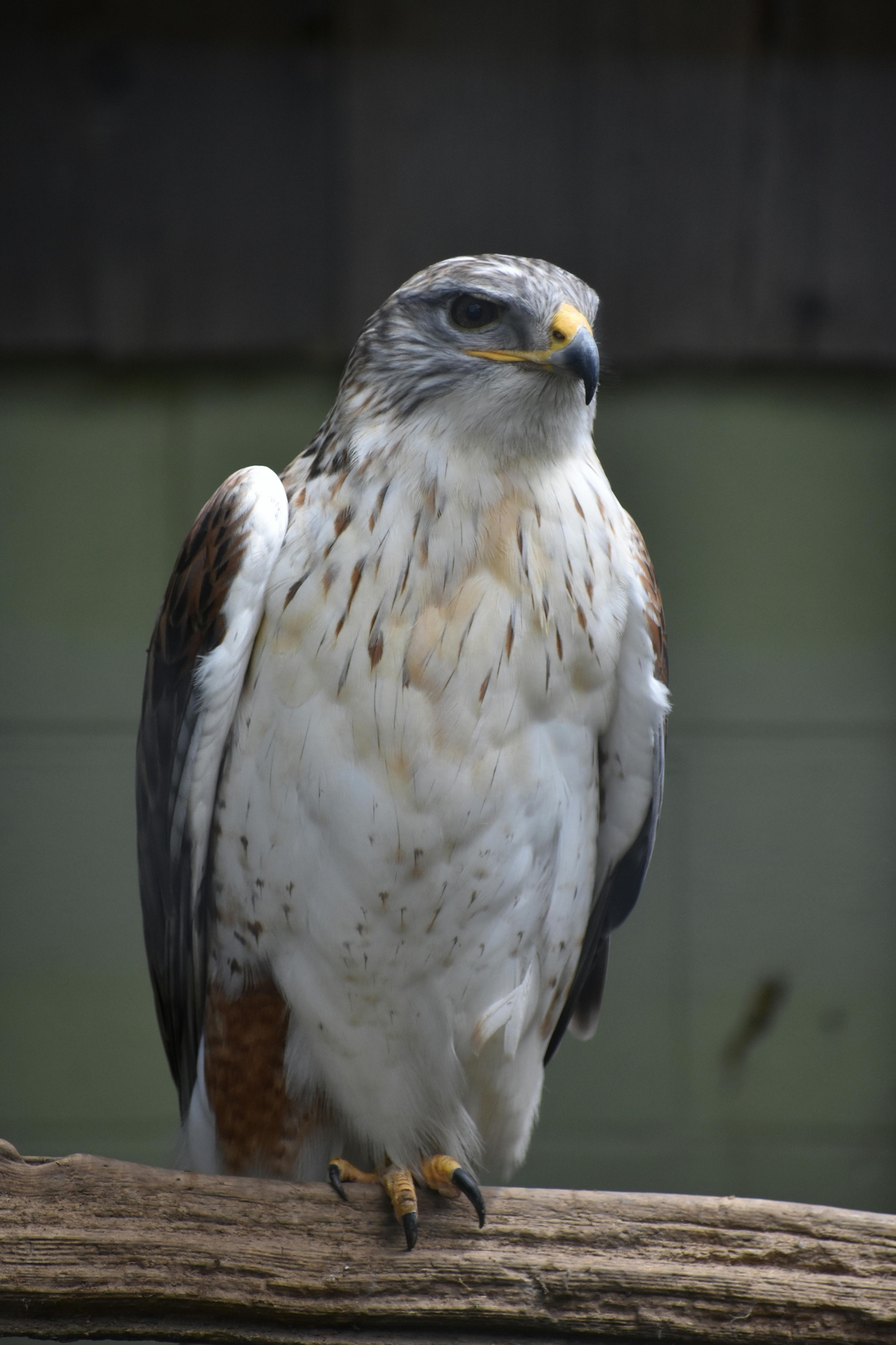 Kızıl Şahin (Buteo rufinus)
