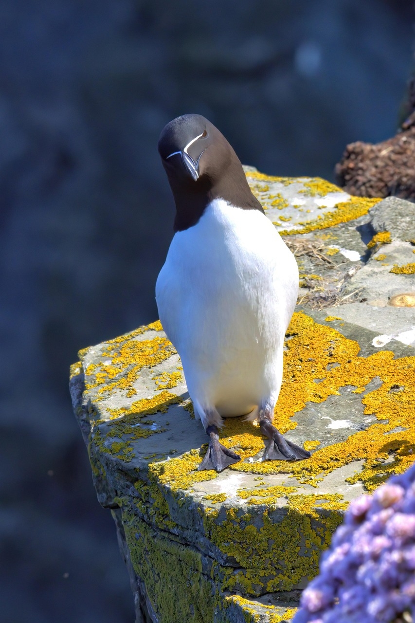 razorbill-8074582_1280.jpg