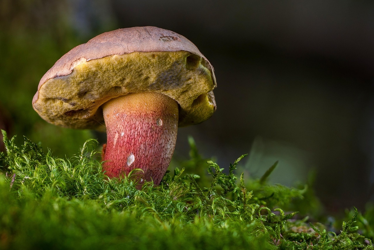 beautiful-foot-boletus-2586702_1280.jpg