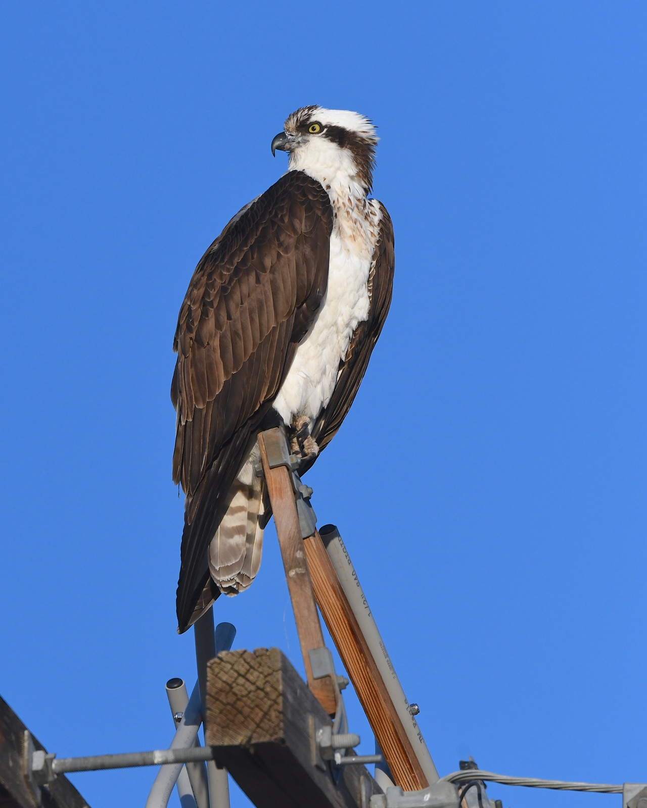 Balık Kartalı (Pandion haliaetus)
