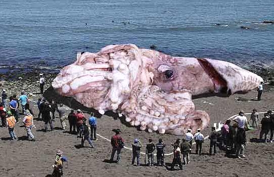 Dev Mürekkep Balığı Olayları