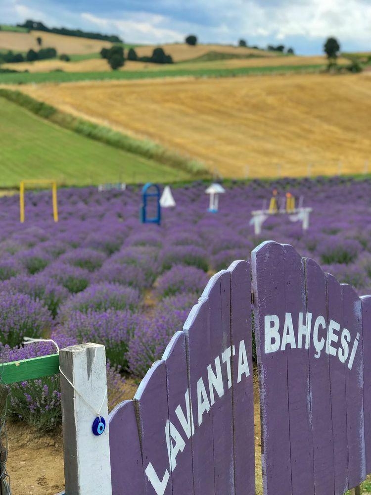 Sakarya Lavanta Bahçesi