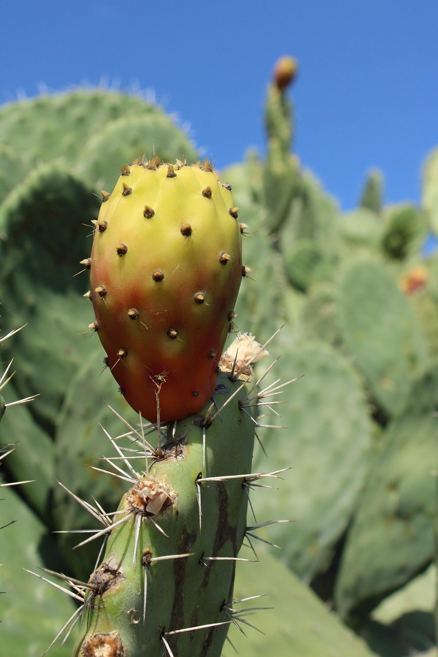 cactus-3842495_1280.jpg