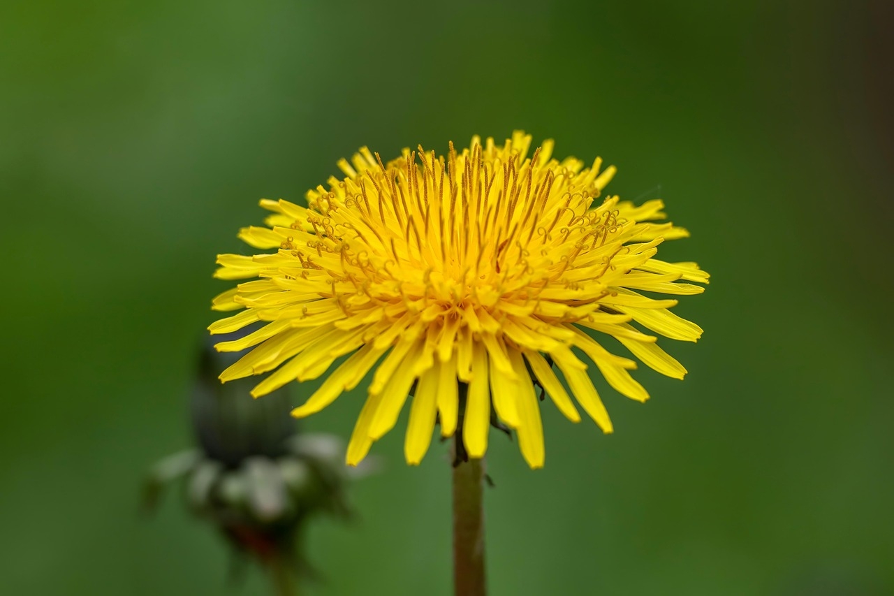 dandelion-8010882_1280.jpg