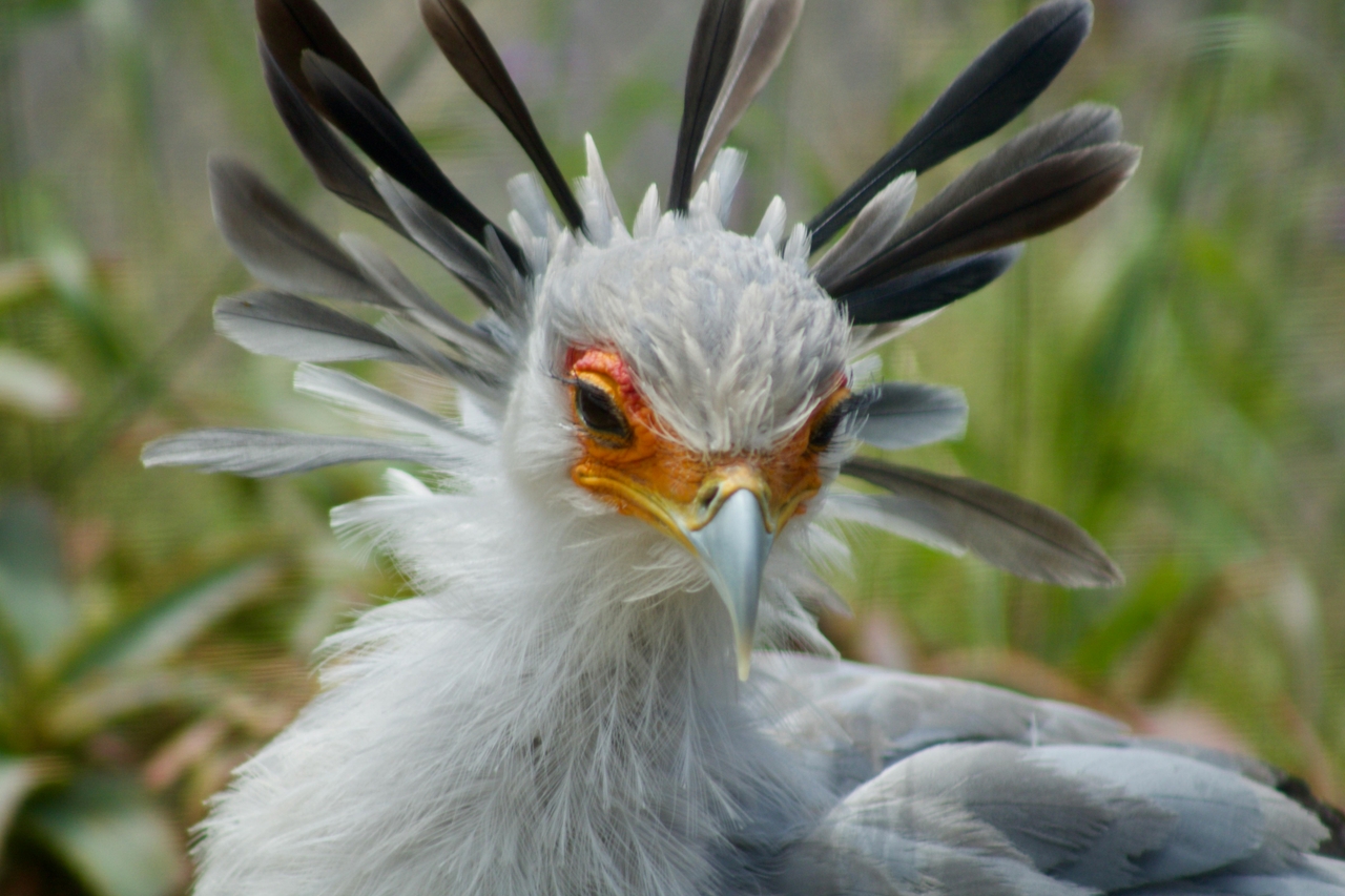 Secretary Bird (Sagittarius serpentarius) 