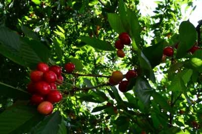 20200107091258121_Nigde Kirazi (3).jpeg