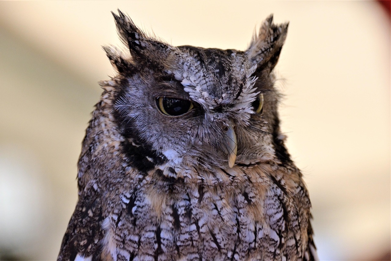 Western Screech-Owl (Megascops kennicottii)