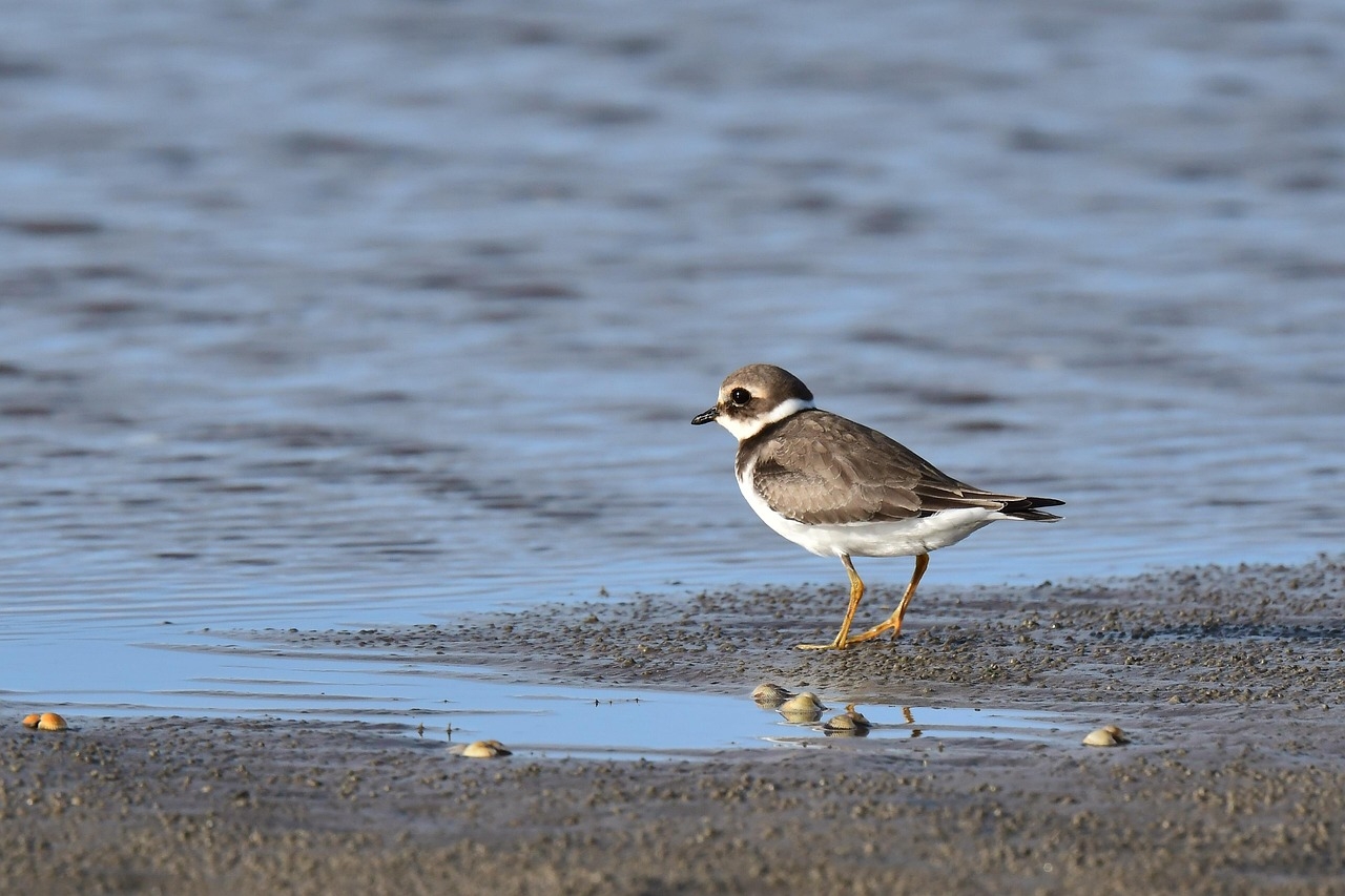 Borulu Yağmur Kuşu (Charadrius Melodus)