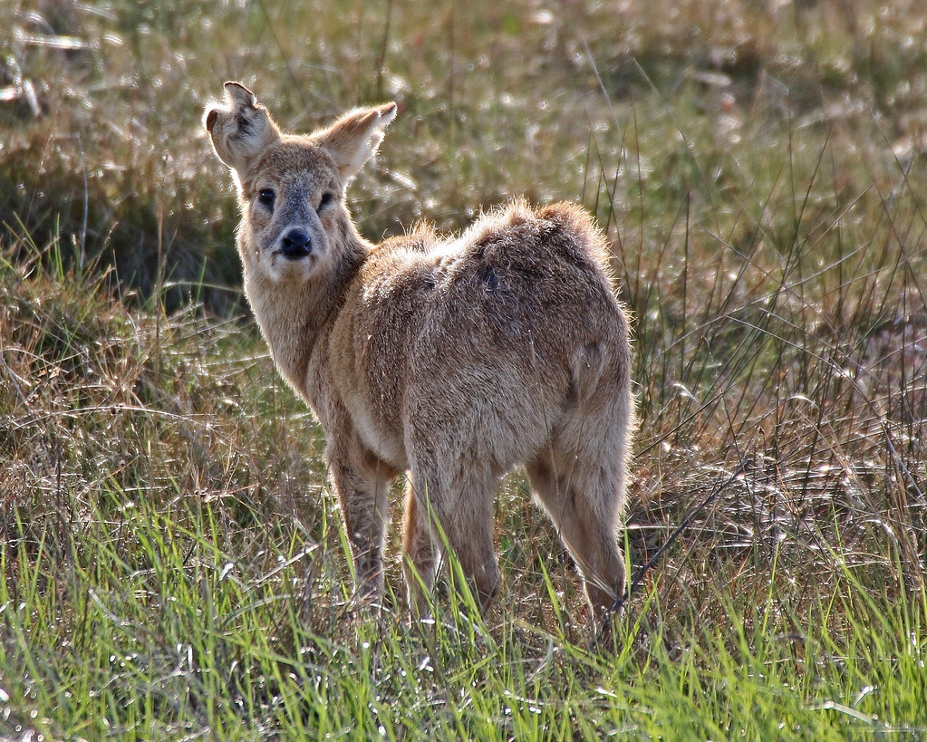 Çin Su Geyiği  (Hydropotes İnermis)