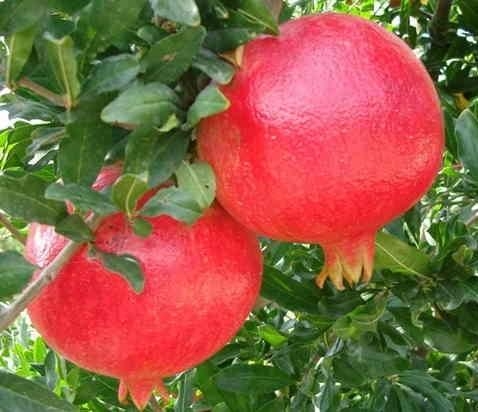 Karaköprü Pomegranate