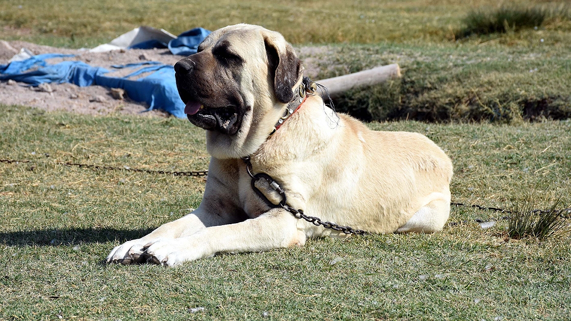 Malaklı Dog (Aksaray Malaklısı) 