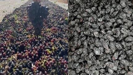 Kilis Horoz Karası Üzümü