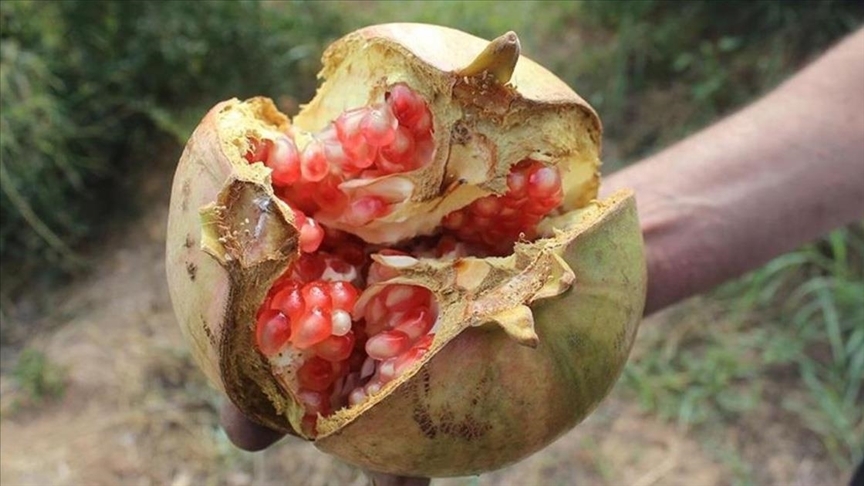 Suruç Narı (Punica granatum L.)