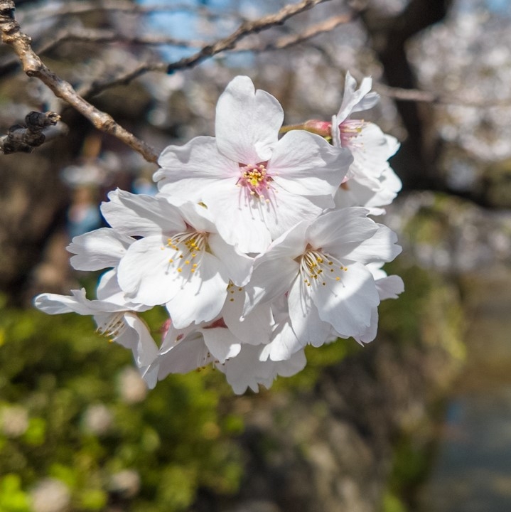 Hanami (Kiraz Çiçeği Seyri)
