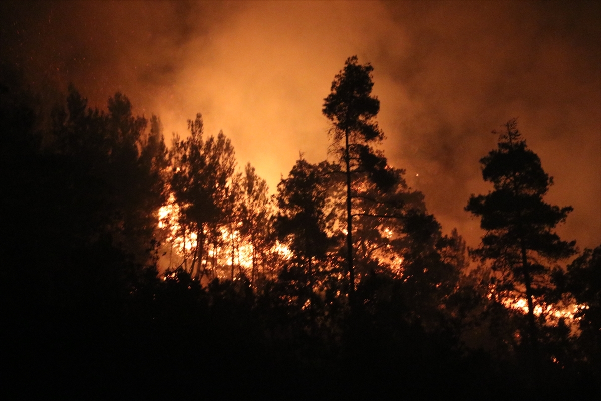 Latakia Forest Fires (July 2025) image