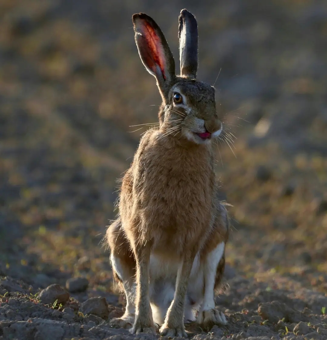 Yaban Tavşanı (Lepus Europaeus)