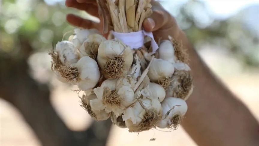 Hasankeyf Mehina Sarımsağı (Allium sativum L.)