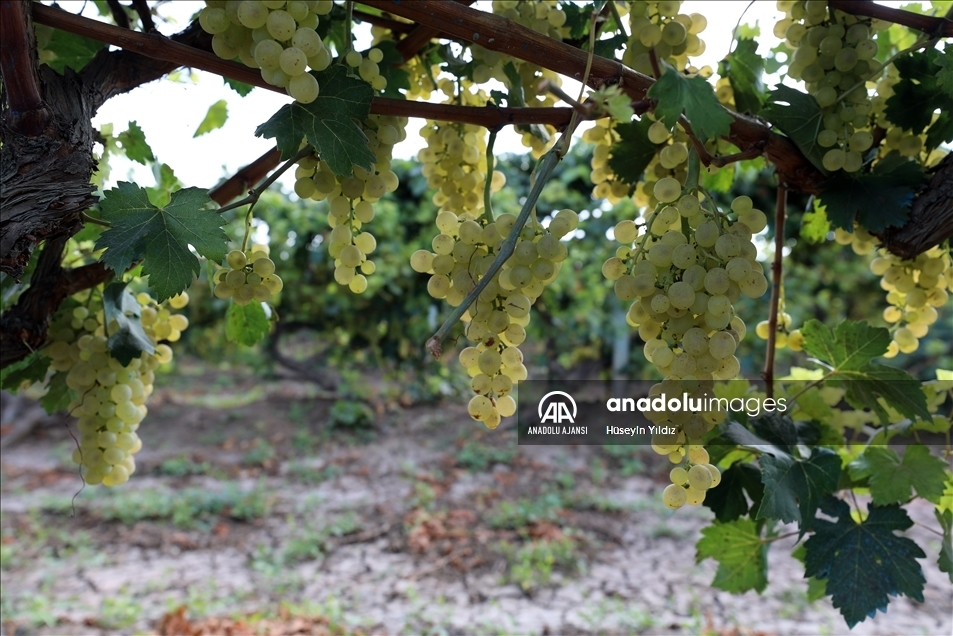 Iğdır Beyaz Üzümü / Miskalı