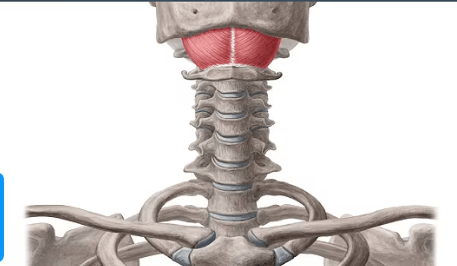 Ekran görüntüsü 2025-07-18 225004.png