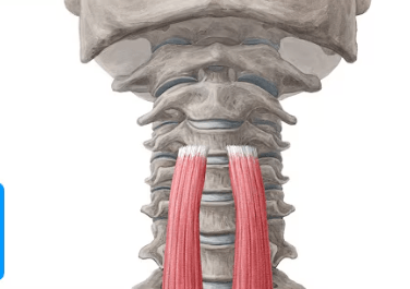 Ekran görüntüsü 2025-07-18 225004.png
