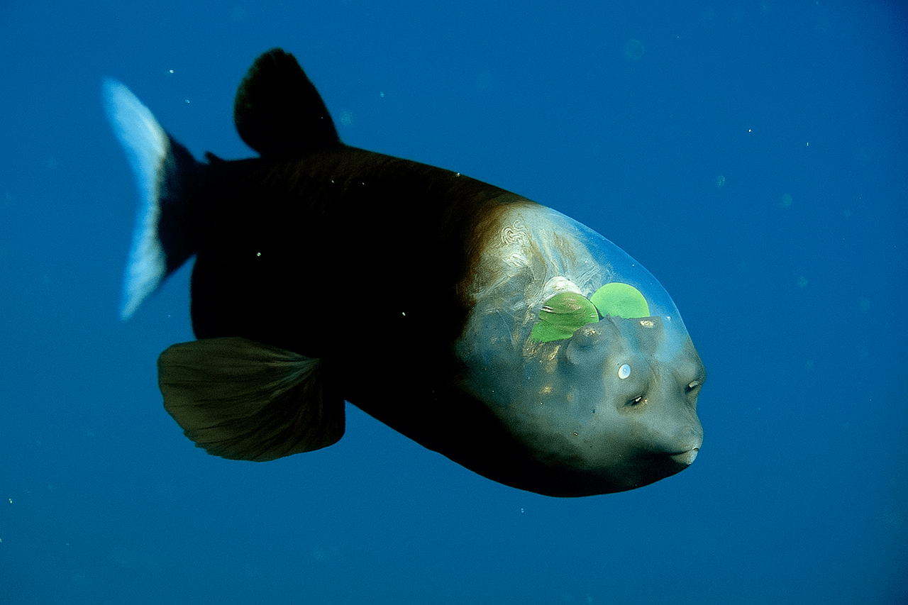 Şeffaf Başlı Balık (Macropinna Microstoma)