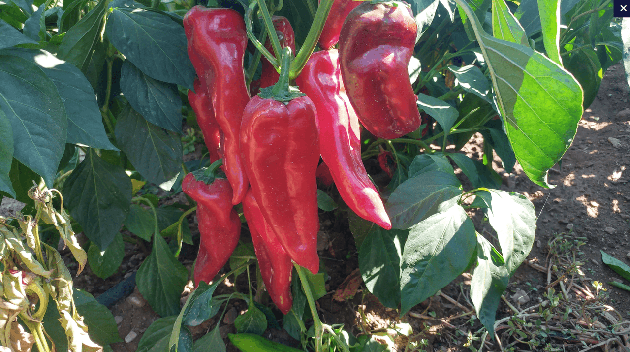 Ekran görüntüsü 2025-07-17 235114.png