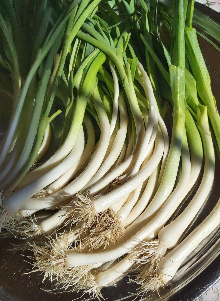 61bf23d1-a61a-4ea7-983d-76269a1b7cf4 (1).jpeg