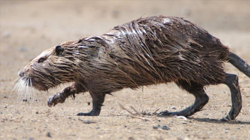 Su Maymunu (Myocastor Coypus)