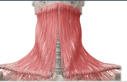 Ekran görüntüsü 2025-07-23 003012.png