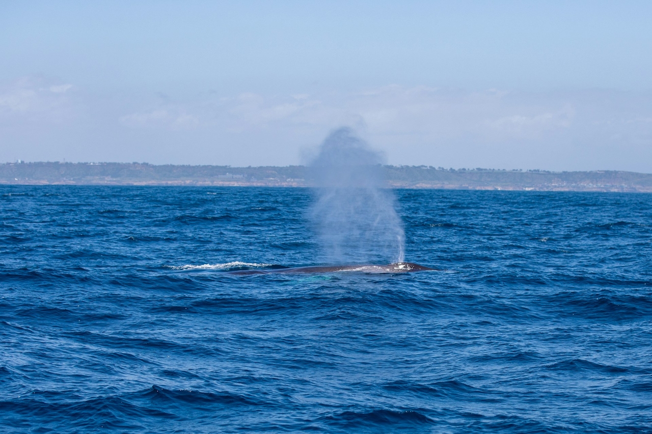 Oluklu Balina (Balaenoptera physalus)