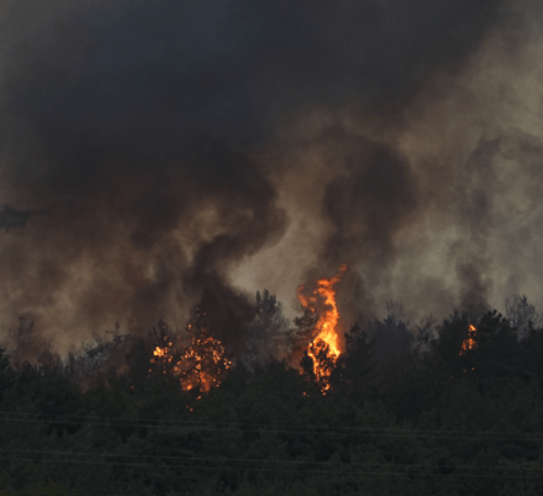 Orman Yangını