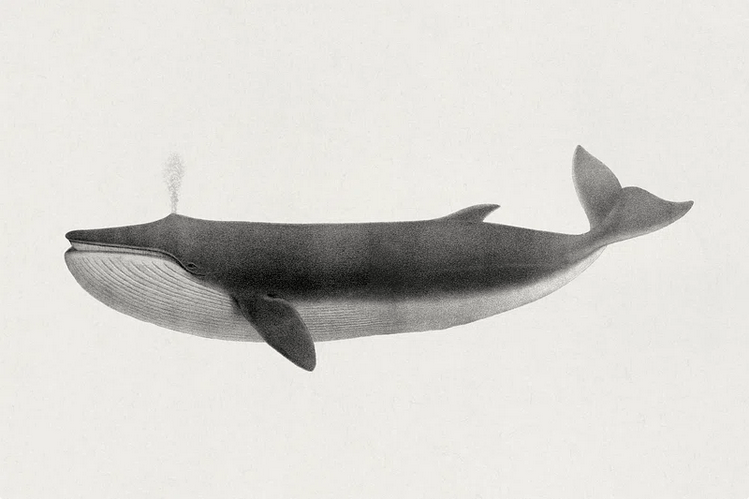 Screenshot 2025-07-25 at 21-38-14 Free Public Domain Vintage Illustration Whale Images Free Photos PNG Stickers Wallpapers & Backgrounds - rawpixel.png