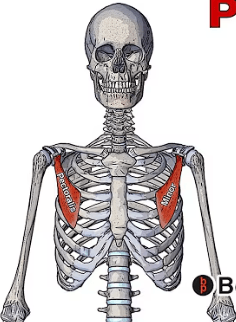 Ekran görüntüsü 2025-07-25 003151.png