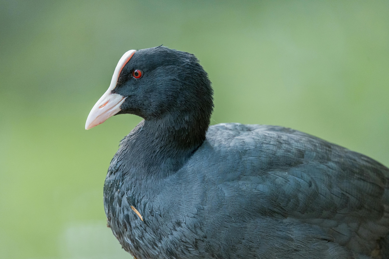 Sakarmeke (Fulica atra)