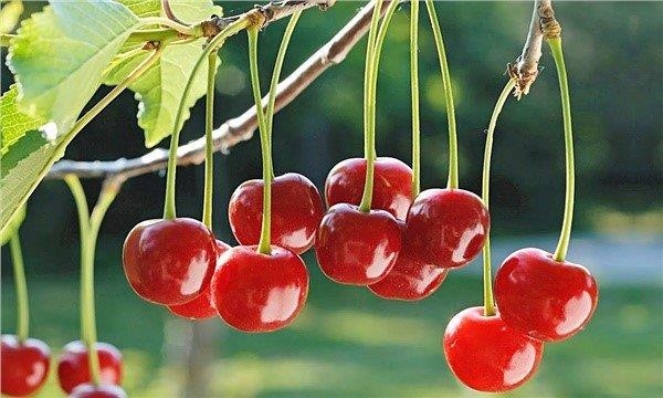 çubuk vişne.jpeg