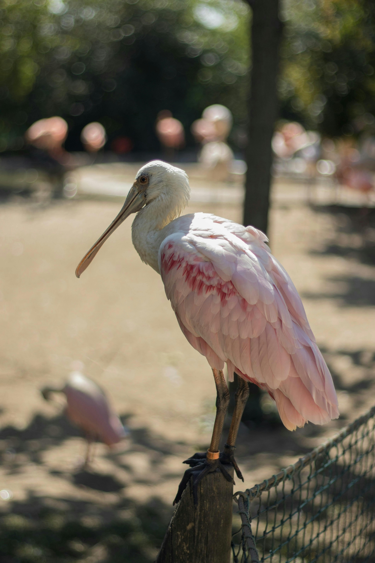 Pembe Kaşıkçı (Platalea Ajaja)