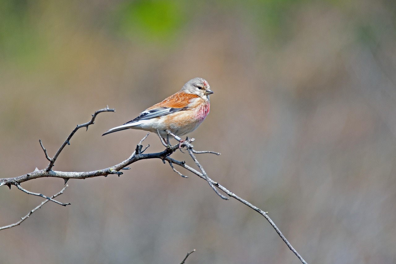 linnet-7614478_1280.jpg
