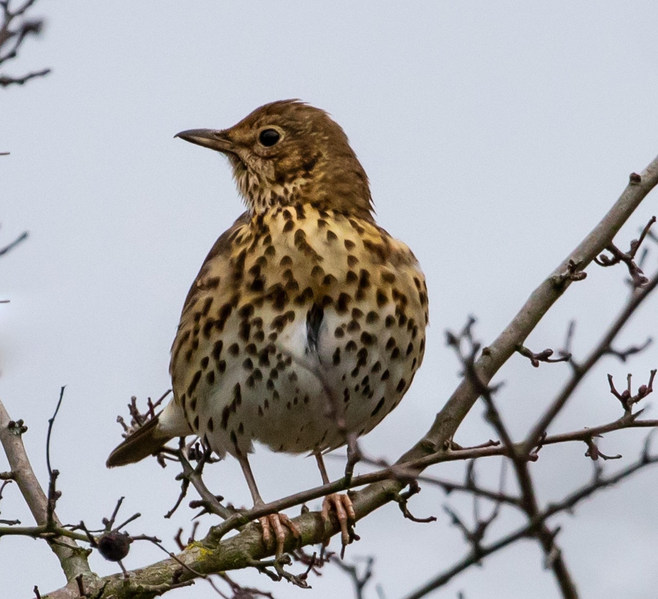 Öter Ardıç (Turdus philomelos)