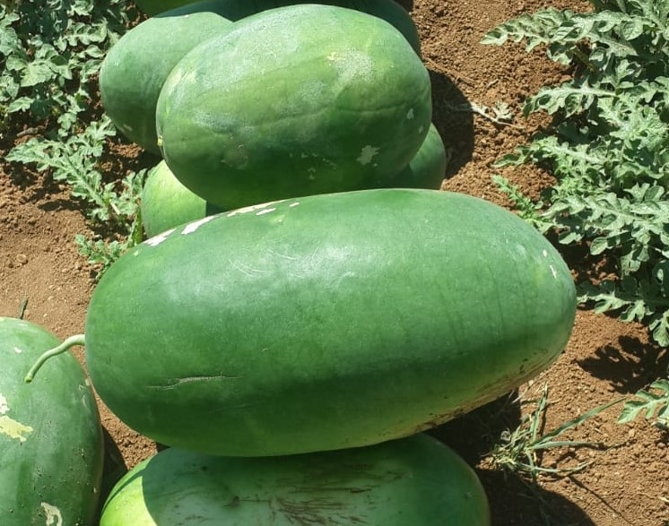 Karaköprü Tat Karpuzu