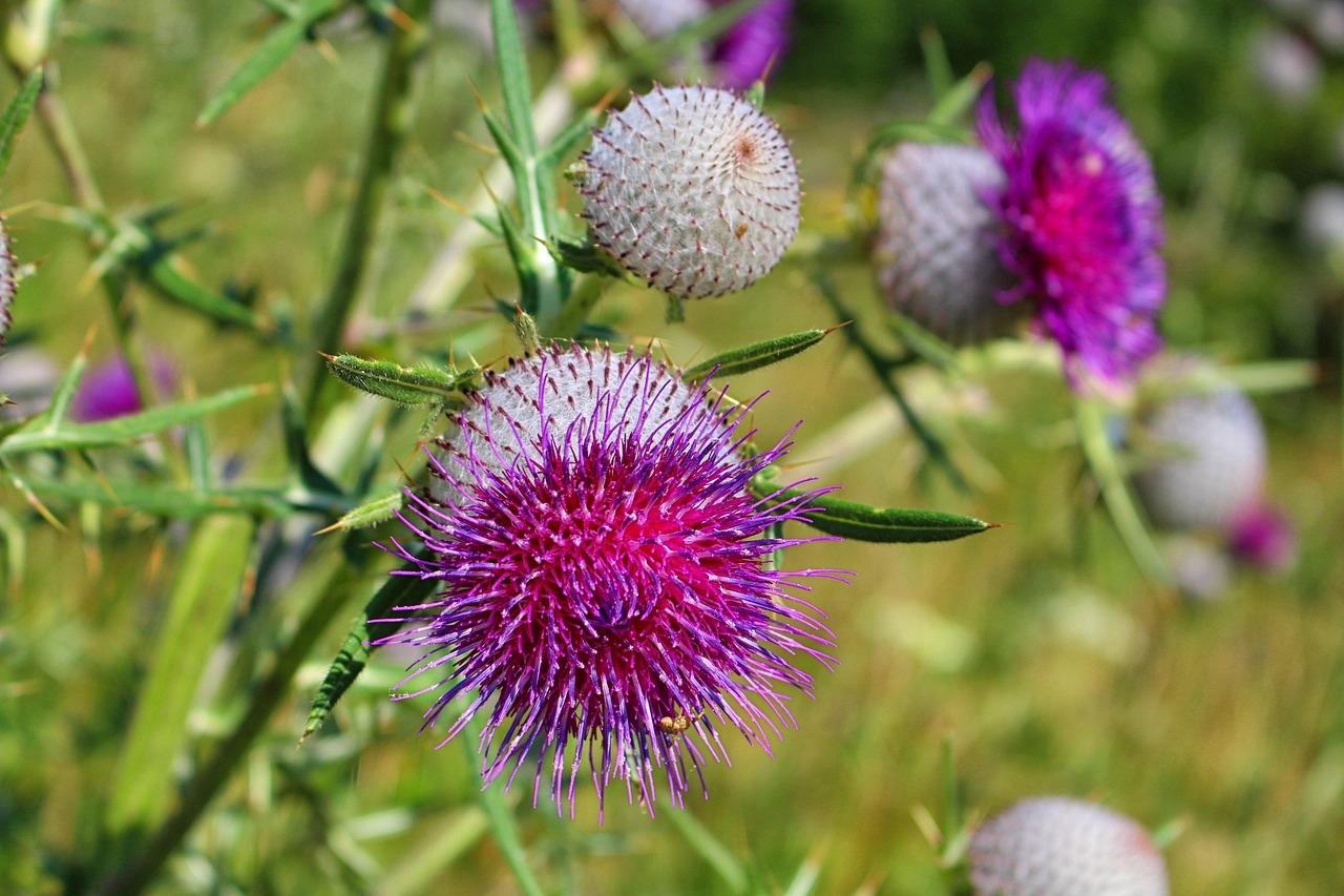 Devedikeni (Silybum Marianum)