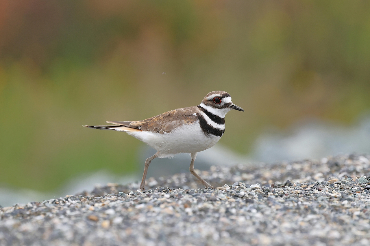 Halkalı Cılıbıt (Charadrius hiaticula) 