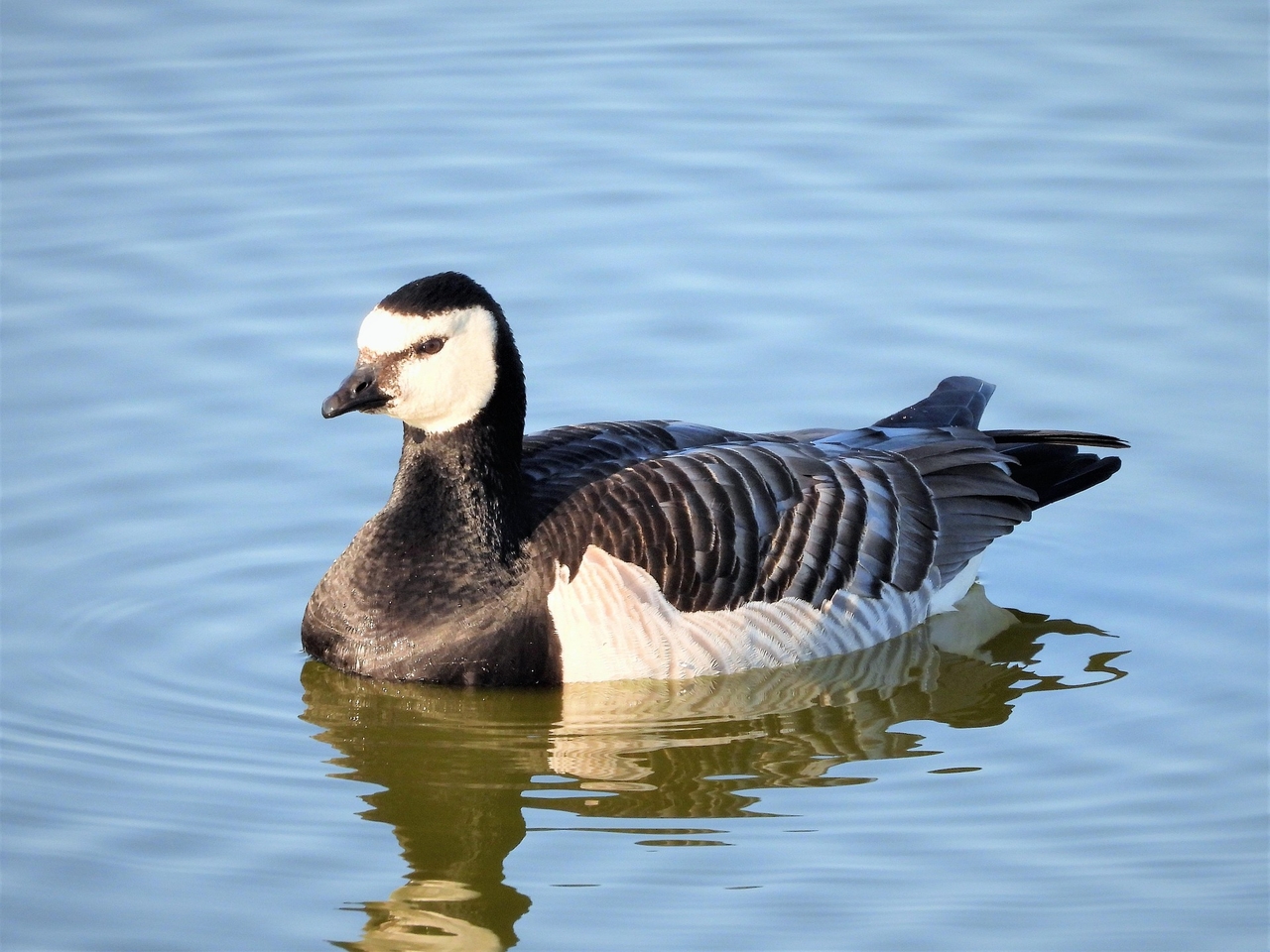 Ak Yanaklı Kaz (Branta Leucopsis)