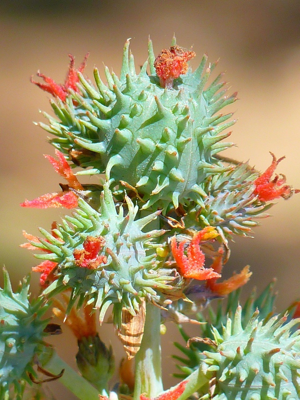 Hint yağı bitkisi (Ricinus communis L.)