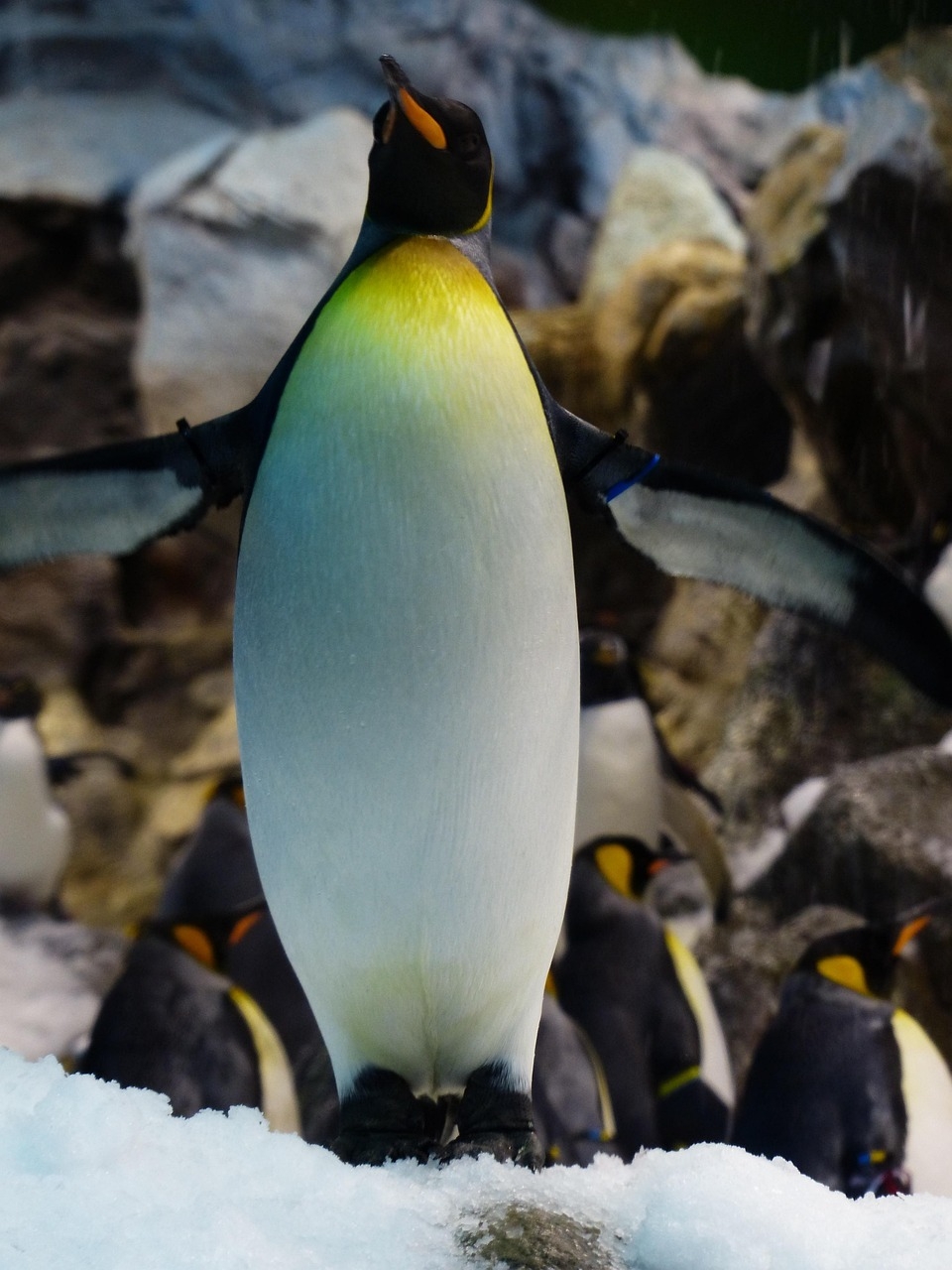 king-penguin-406544_1280.jpg