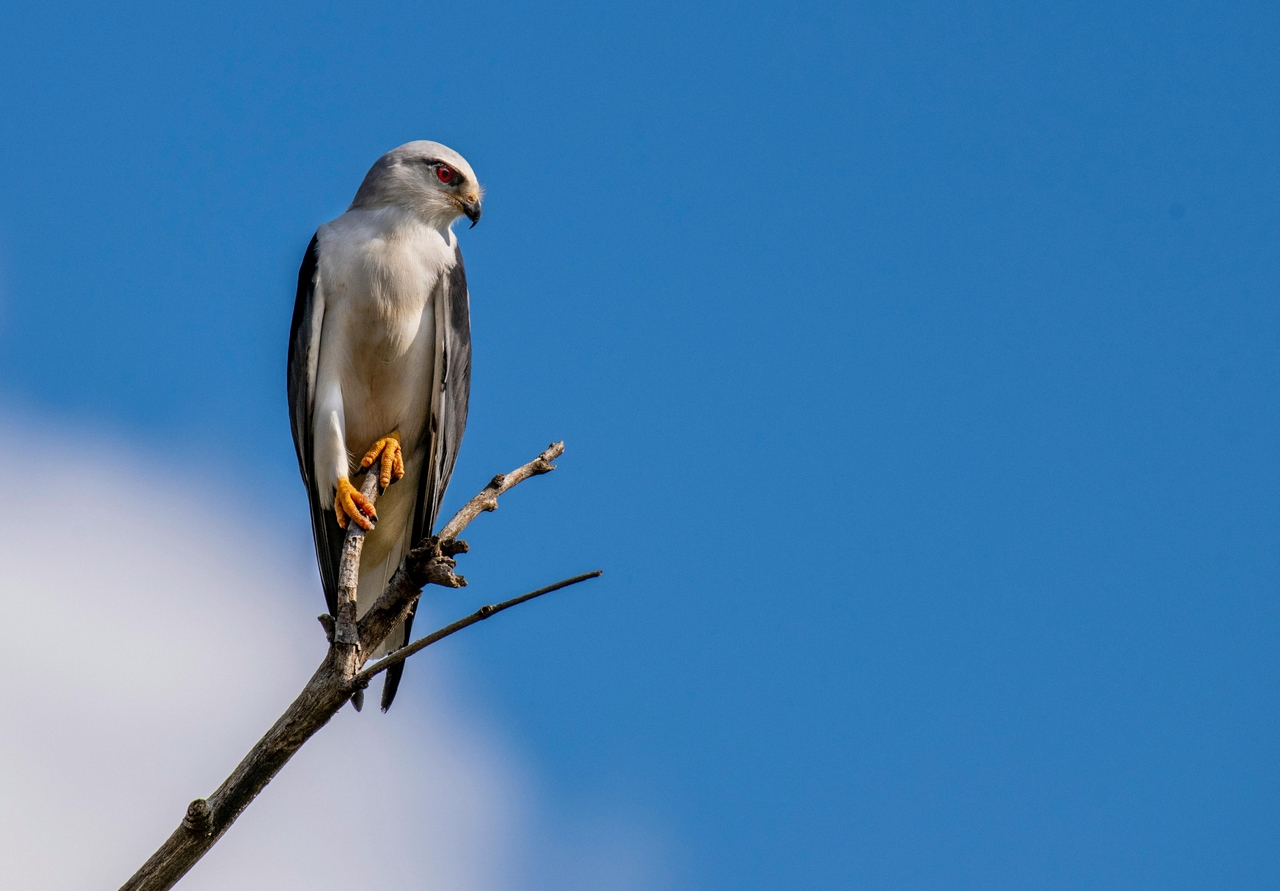 Black-Winged Kite (Elanus Caeruleus)
